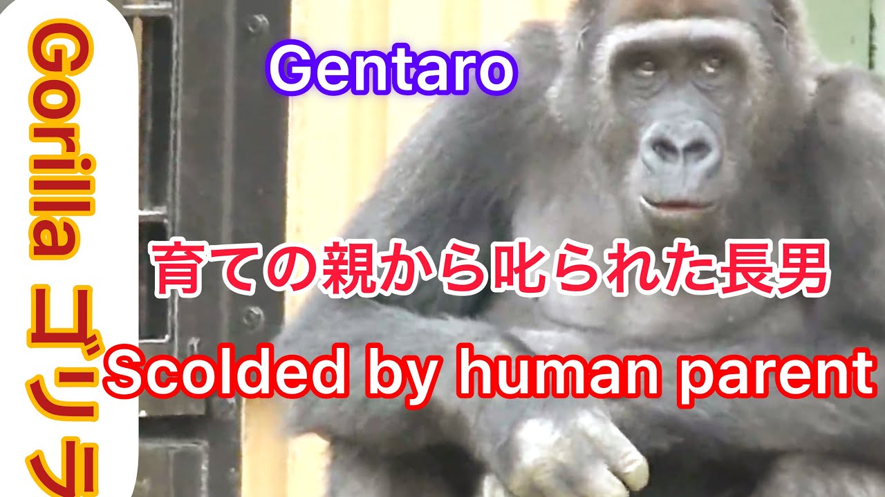 Gentaro is scolded by his human father(life saver) for mischief【KyotoZoo , Gorilla