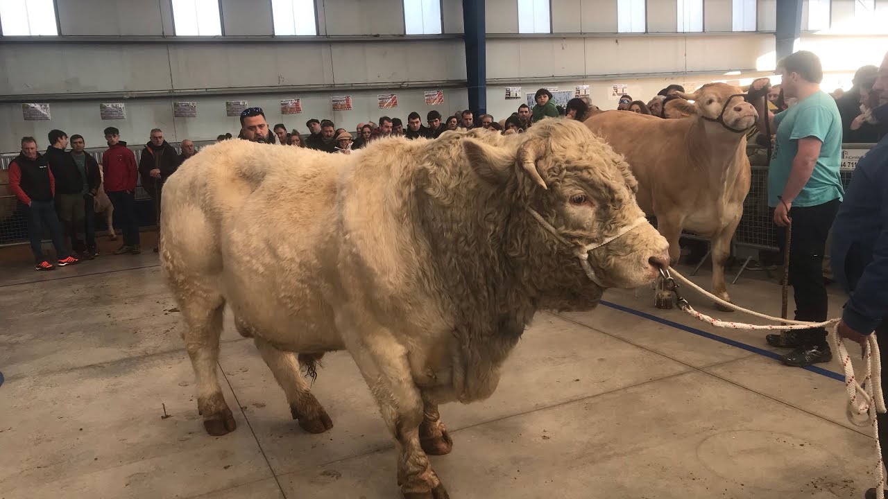 MUNGIA , FERIA DE SAN ANTON 18 Enero