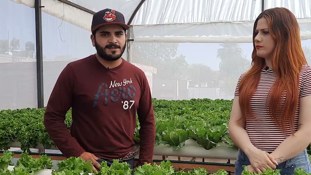 ¿Qué es la hidroponía?  Te presentamos un emprendimiento en Huejúcar, Jalisco.