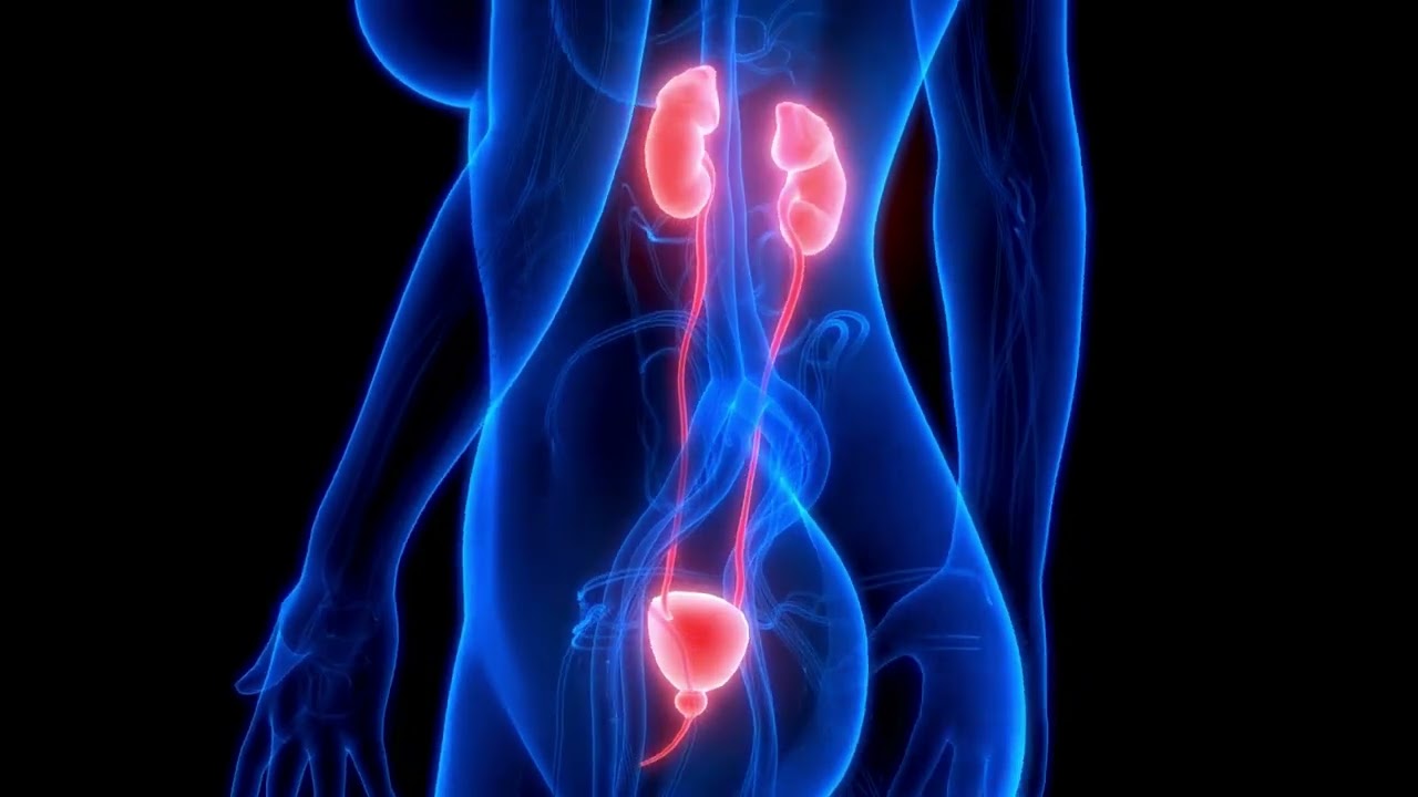Onde di Frequenza per il benessere dei Reni: Armonia e Benessere per l'Equilibrio della tua Salute.
