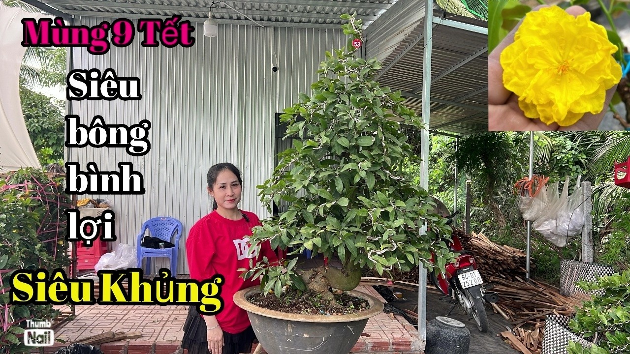 Mùng 9 Tết , Siêu Bông Bình Lợi , SIÊU KHỦNG - Vườn Mai Tuyết Ngân
