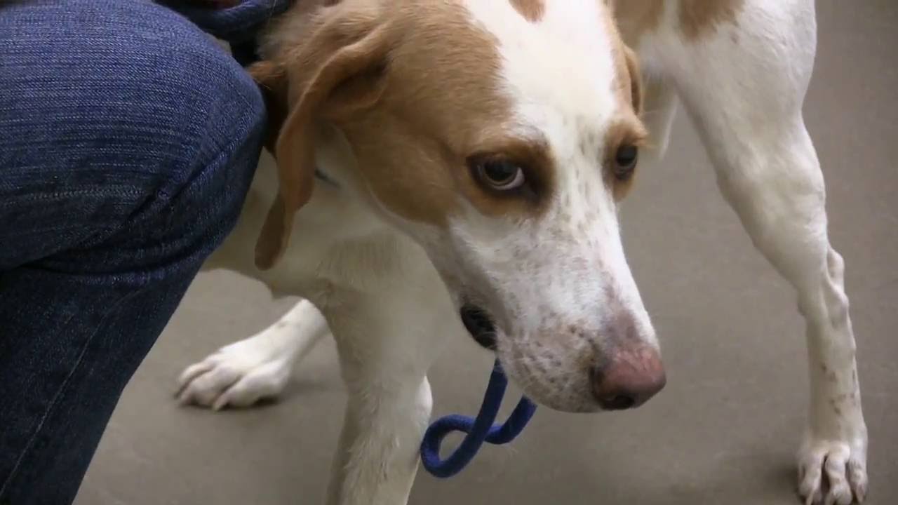 Understanding Dogs' Body Language  - Asheville Humane Society