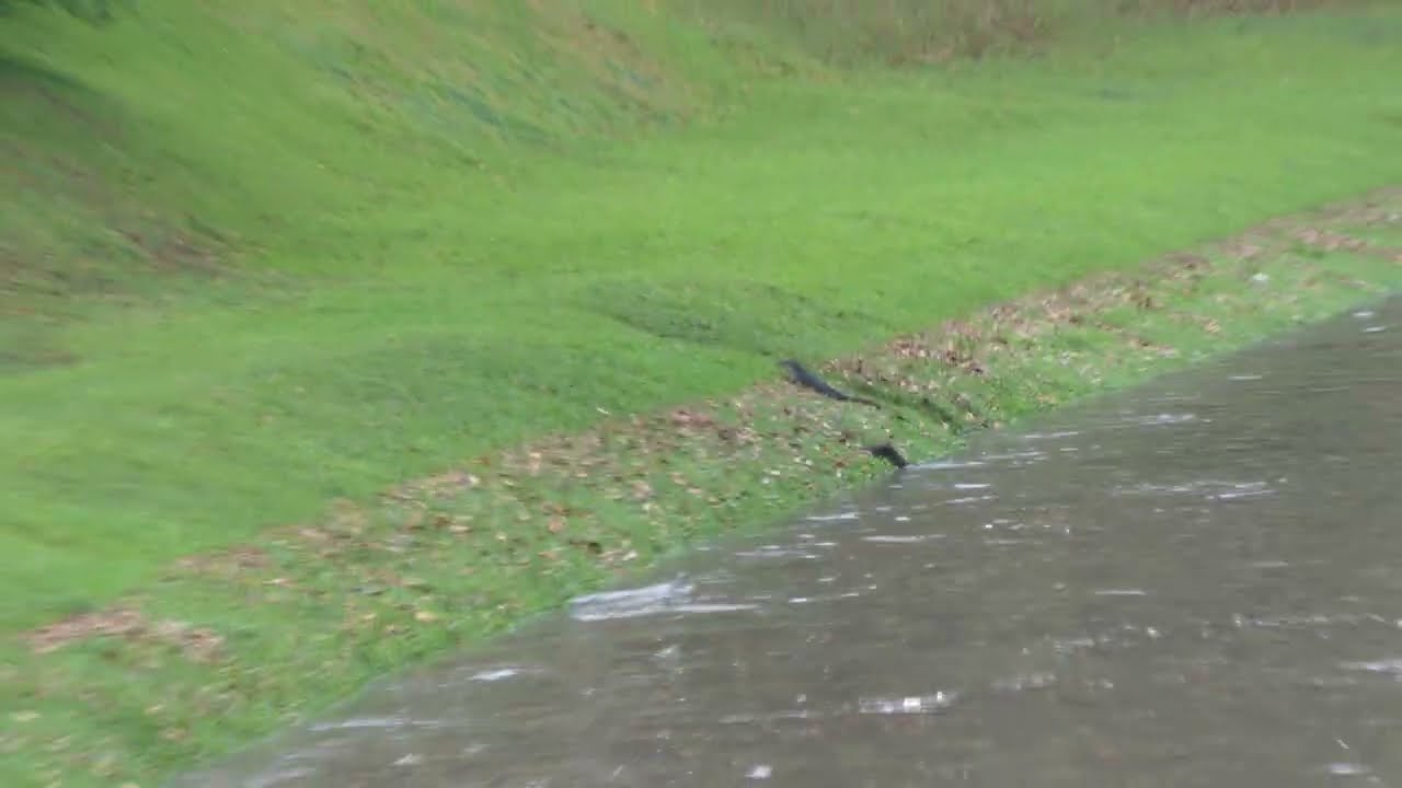 City In Nature / Singapore / Smooth-coated Otters / Herons / Sungei Ulu Pandan / 14 February 2026