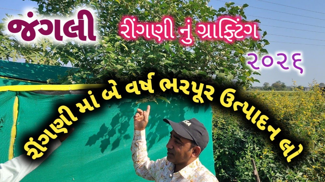 હવે બે વર્ષ રીંગણી માં ભરપૂર ઉત્પાદન લો# ૨૦૨૬#ઝેરમુકતગુજરાત#zermukatgujrat 