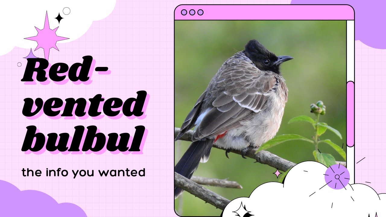 Red-vented Bulbul facts 🦜 resident breeder across Indian subcontinent, Sri Lanka to Burma and Tibet