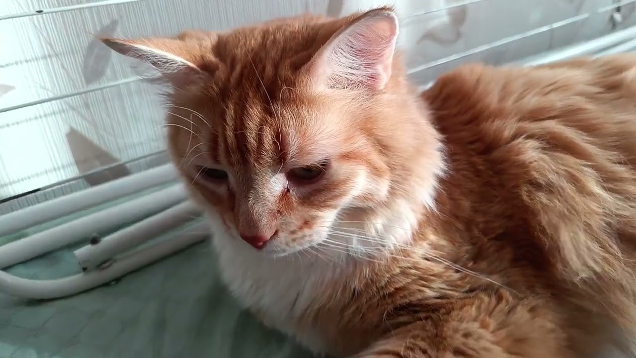 Кузьма главный помощник😘Работа подожди, сон важнее 😂