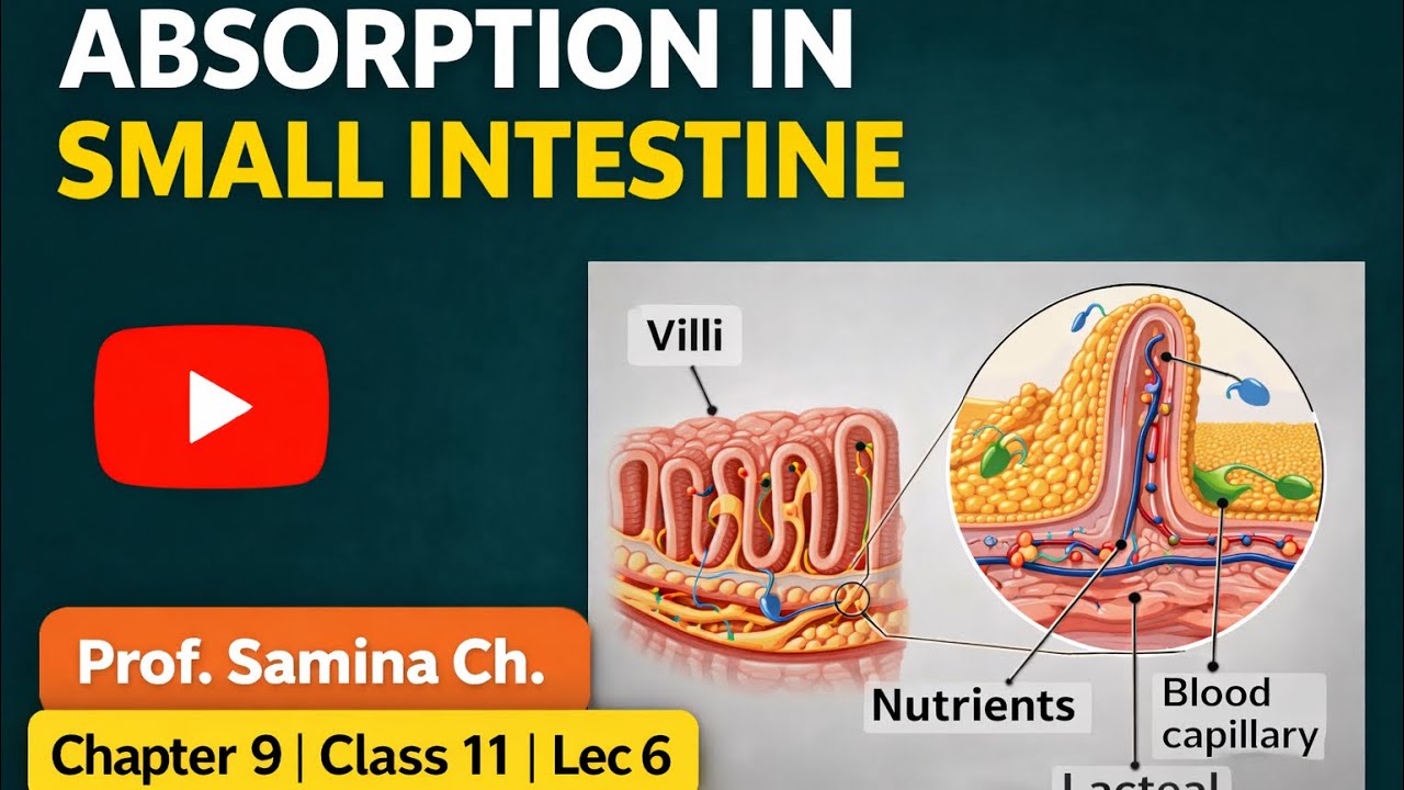 Absorption in Small Intestine | Absorption of Food in Small Intestine | Complete Biology Lecture