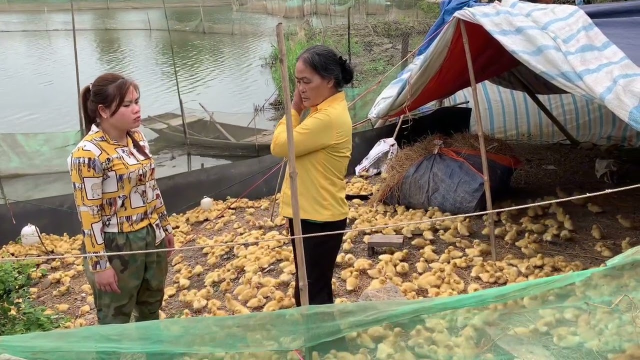 Tiến nhắc nhở bà quyển không phải sợ bà quế cứ để tiến lo chăn nuôi phải có lúc no kia 