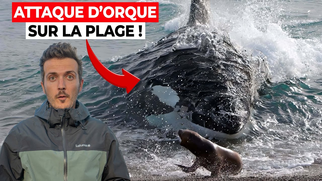 On cherche les orques en Argentine ! (beaucoup plus compliqué que prévu…)