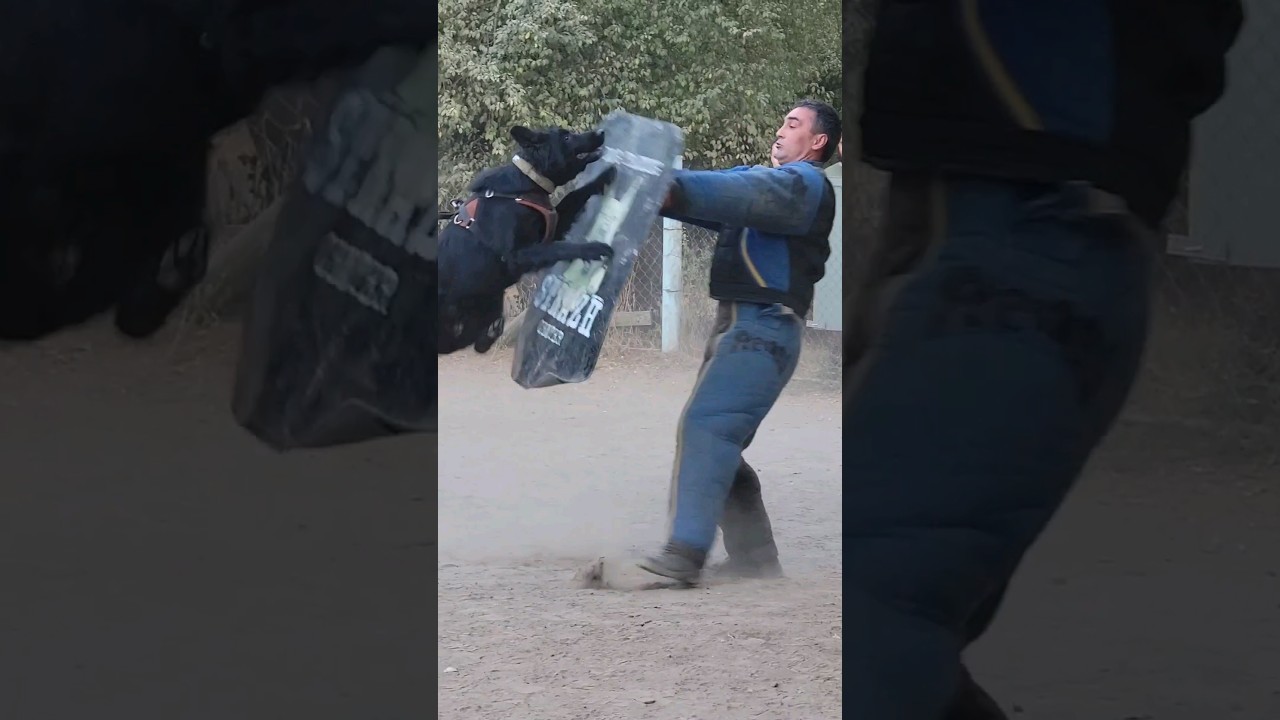 Attack of the black German Shepherd. #GUARDODESSA  Bodyguard dogs. Dog training.  Odessa. Ukraine.