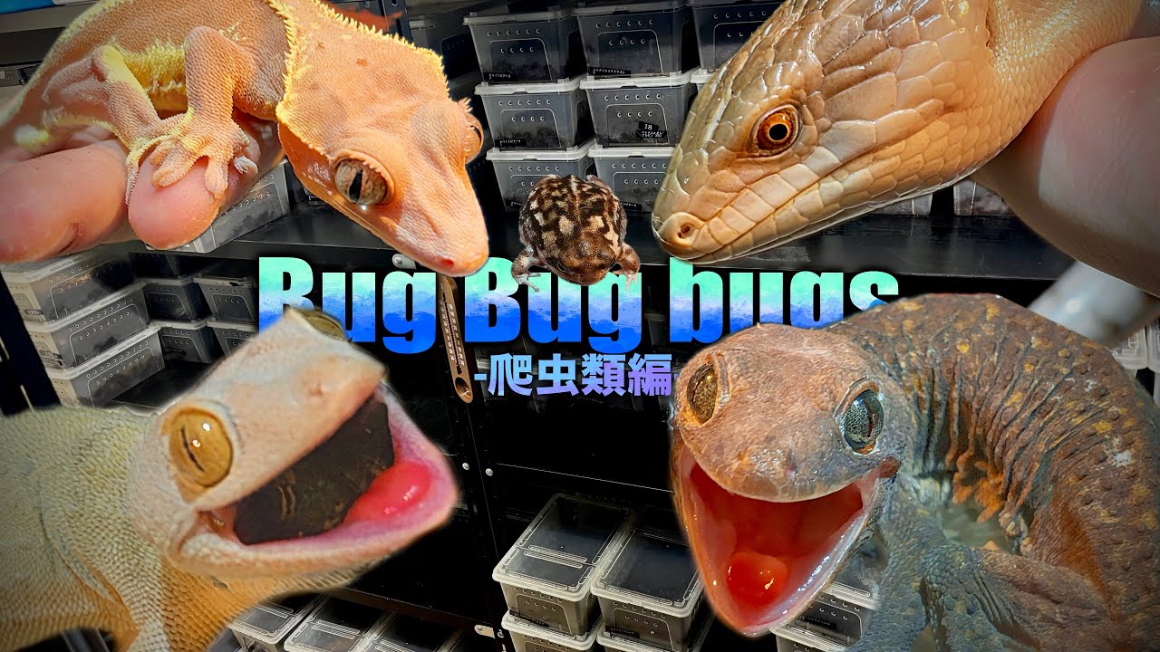 超美麗品種多数！？進化したBugBugbugsさんにお邪魔して最高の爬虫類たちを紹介！
