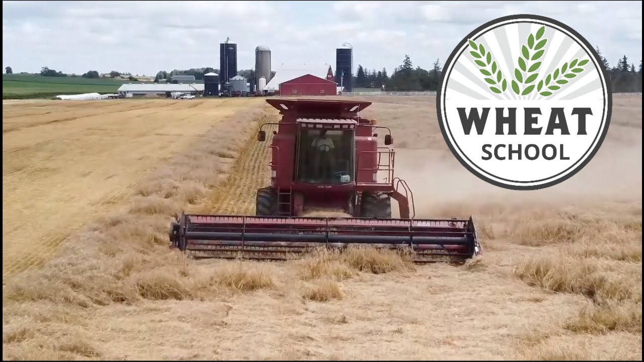 Wheat School: Plant winter #wheat on time to increase yield