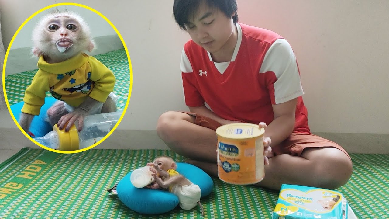 Dad hope the Rocky baby monkey will grow better after changing the new milk