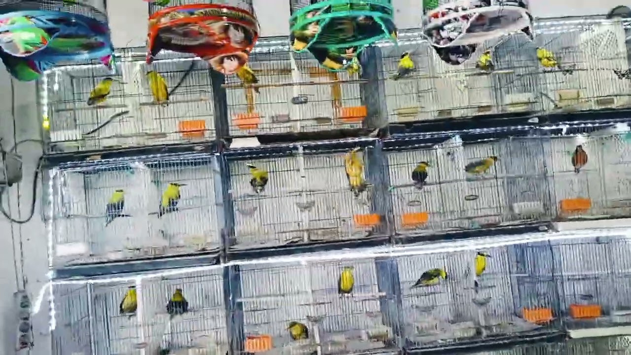 BONGKAR KLOTER KE 2 PUSAT PERBELANJAAN BURUNG DAN SANGKAR TERBESAR DI WILAYAH GRESIK