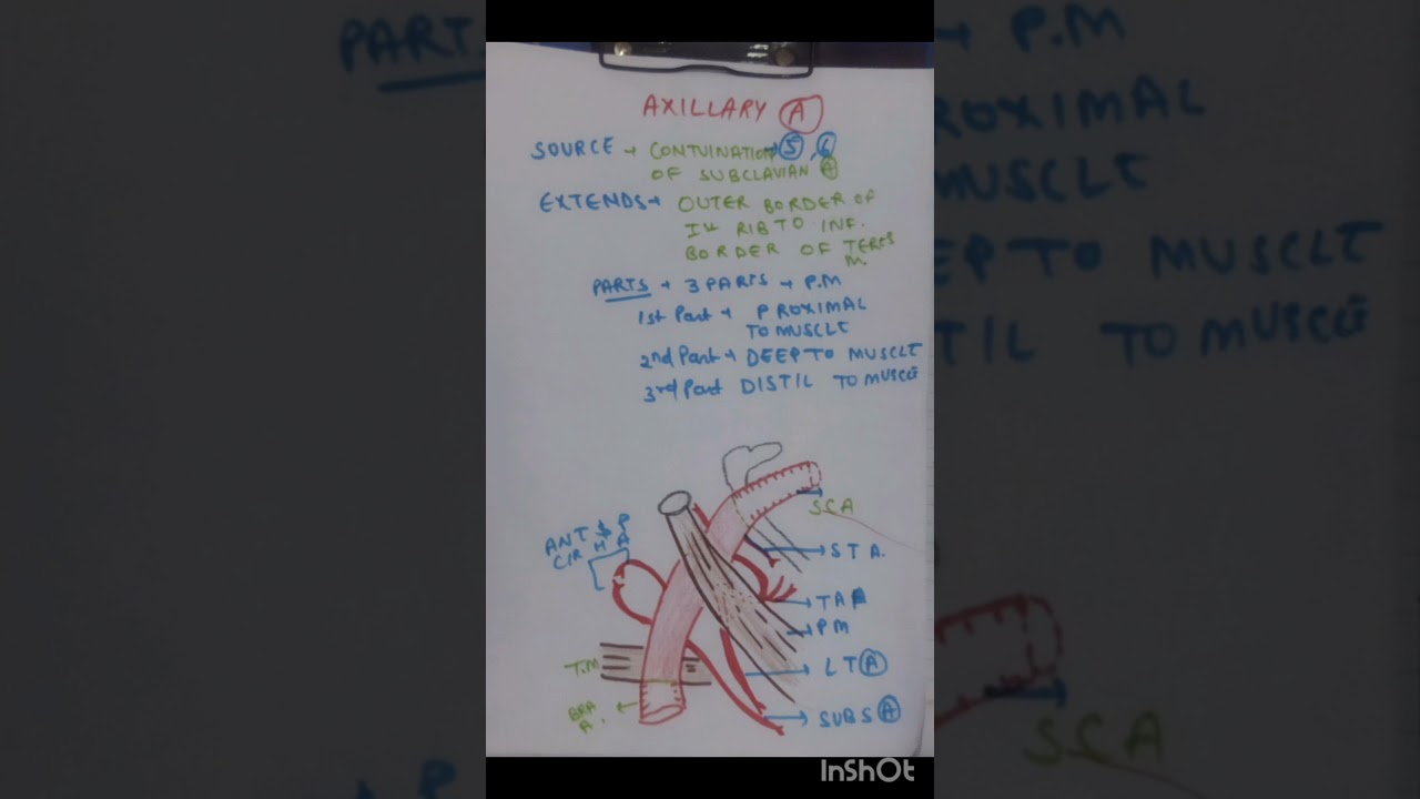 axillary artery notes free crash course anatomy 