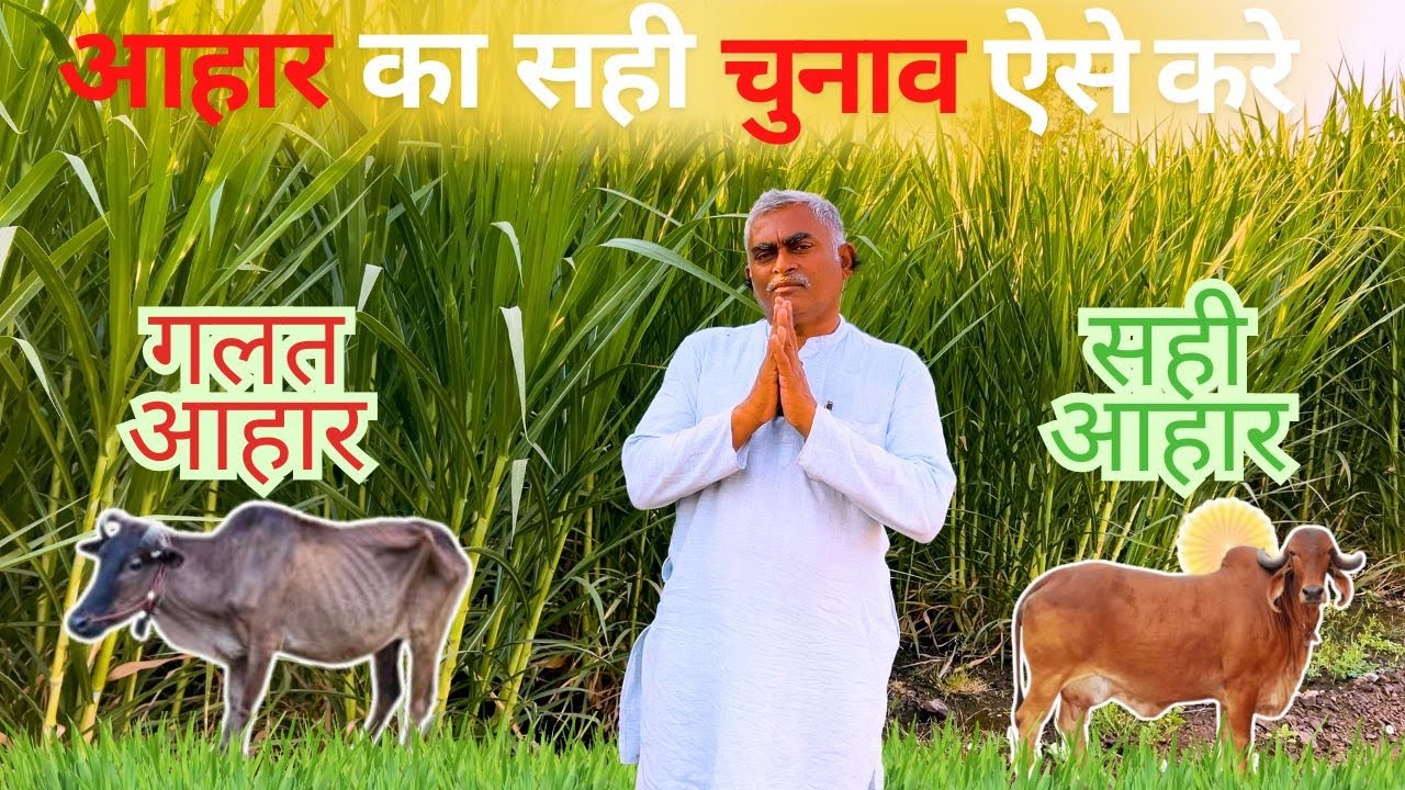 गाय के आहार का रहस्य: सही और गलत चारा जानकर पाएं स्वस्थ गाय | Gir Gau Jatan Sansthan #cowfeed #cow