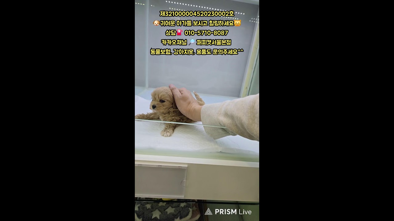 🐶퍼피캣서울본점😺 #퍼피캣  #강아지분양 #고양이 #고양이분양 #애견분양 #댕댕이 #라이브 #live
