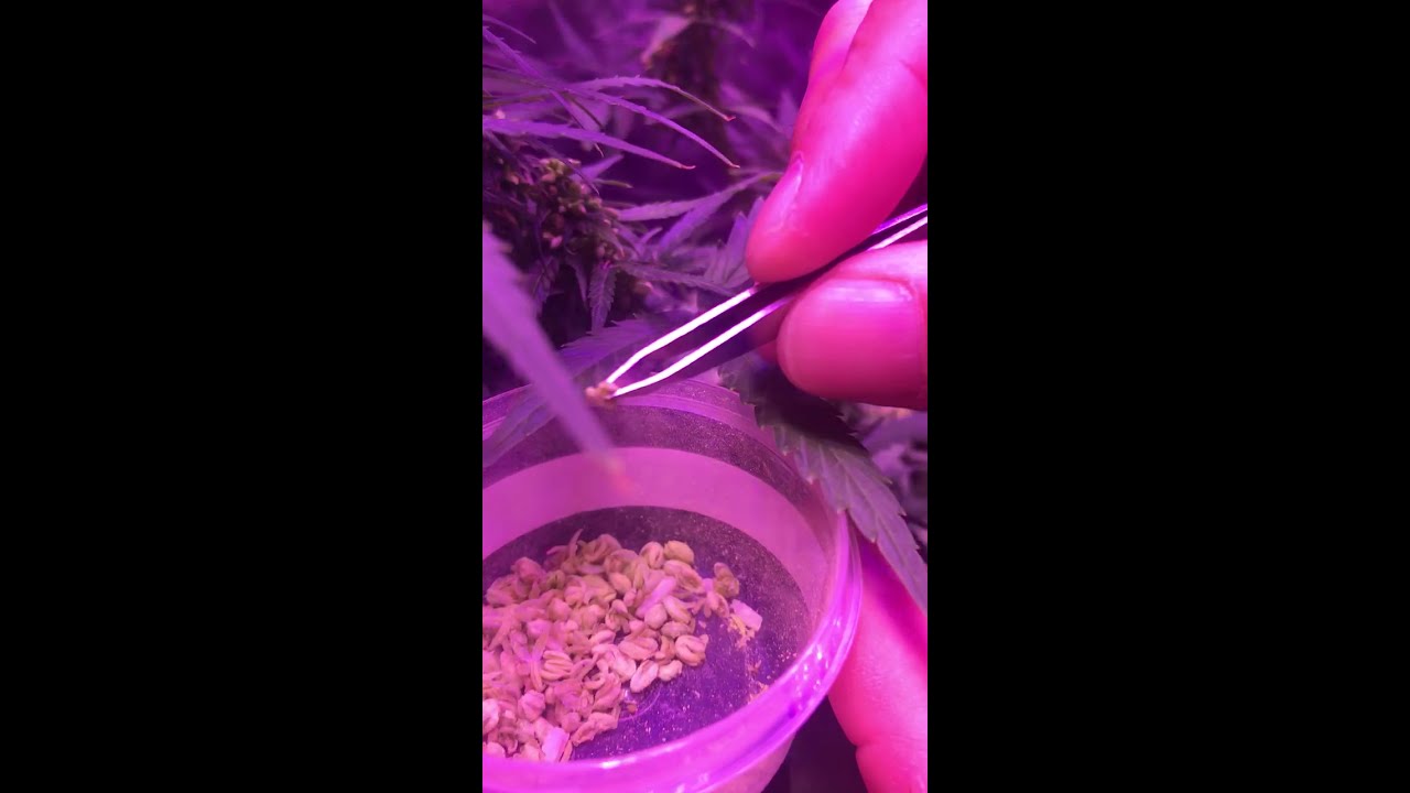 Auto Purple Kush (pollen collection)