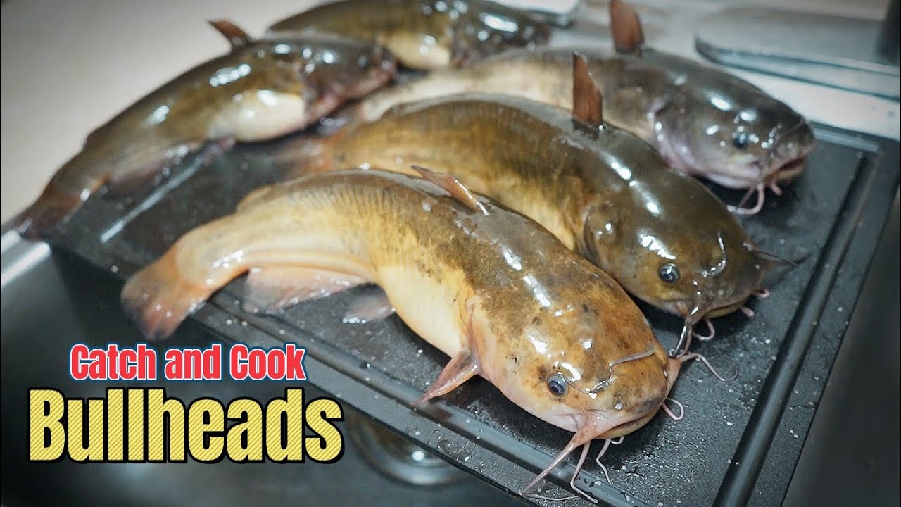They Are Delicious (Catch and Cook Giant Bullheads)