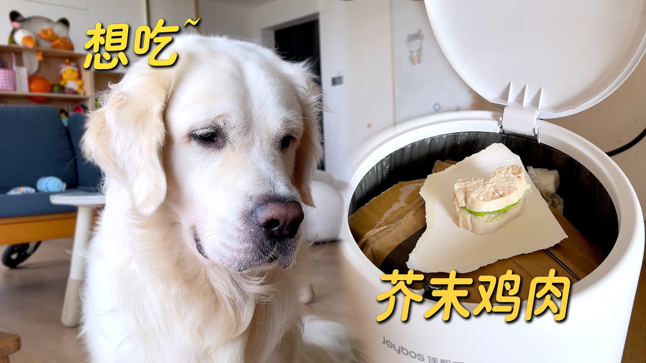 在垃圾桶放上芥末鸡肉，狗狗会偷吃吗？