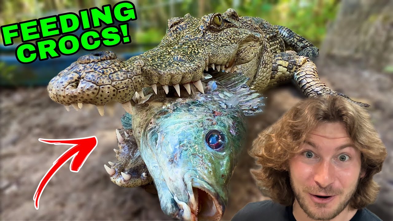 Hungry CROCODILES + Cranky King Cobras!