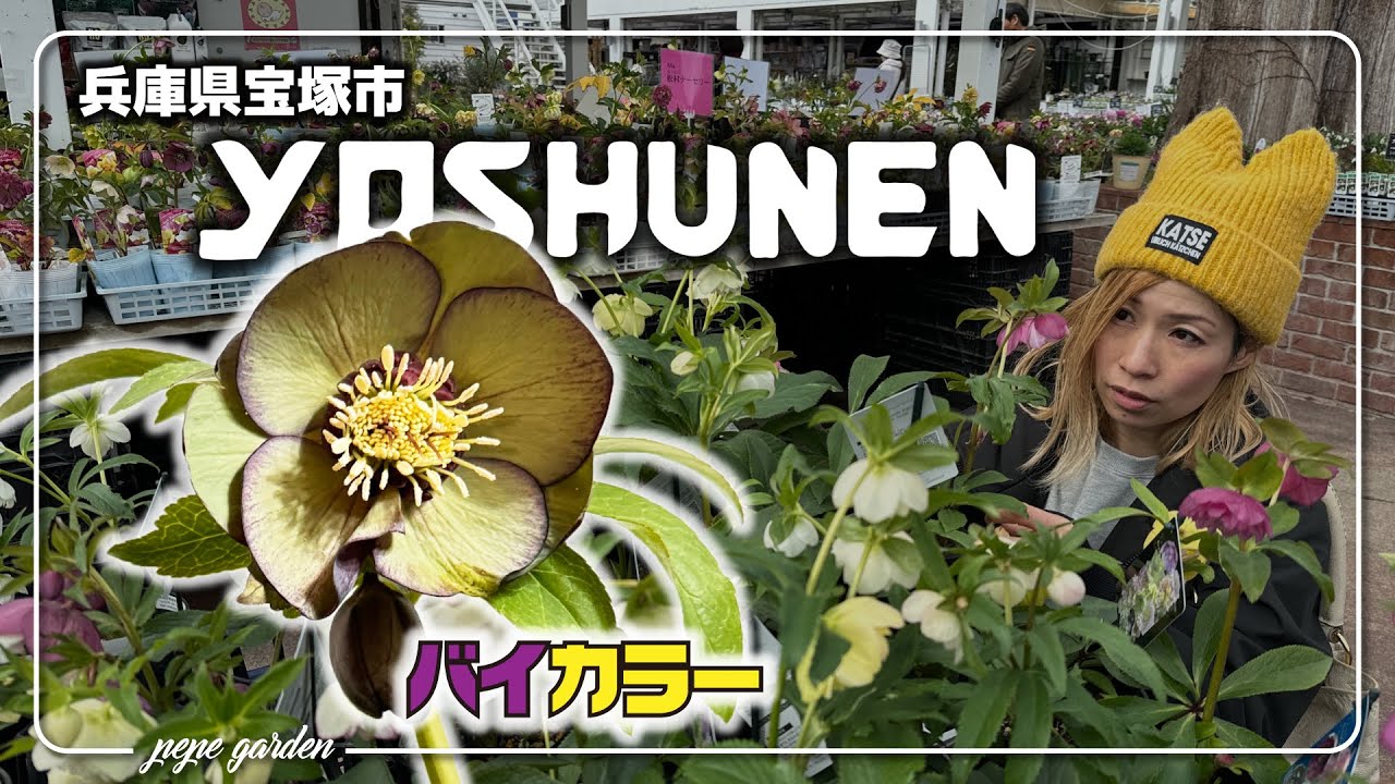 閑静な住宅街に佇む「陽春園」さんのクリスマスローズフェアで物色。無事迎え入れたのか？