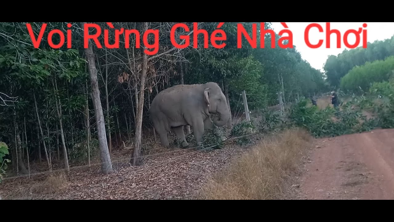 Voi Rừng Ghé Nhà AD hỏi thăm Sức Khỏe