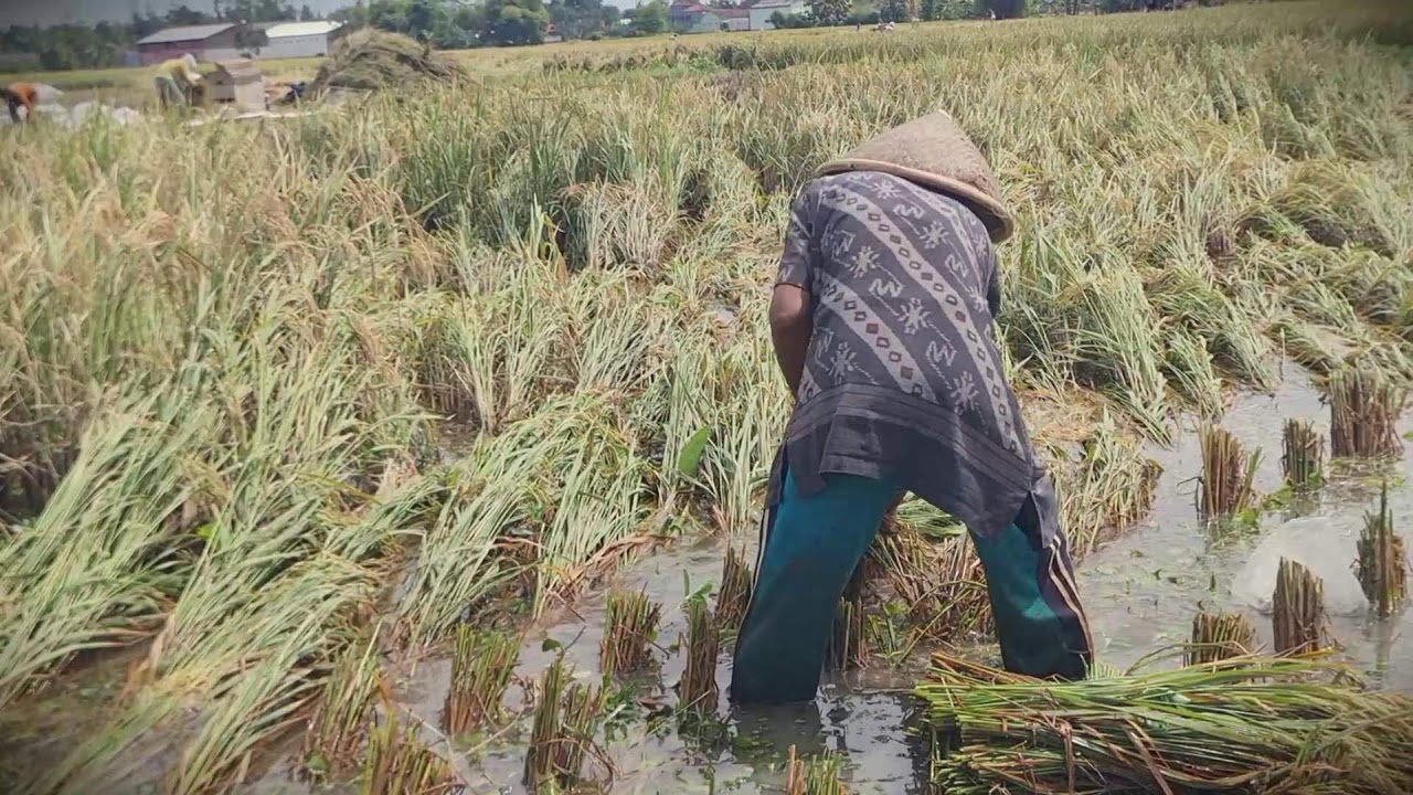 Manual Harvest: How to Use a Sickle Like a Pro _FarmersLife _Shorts
