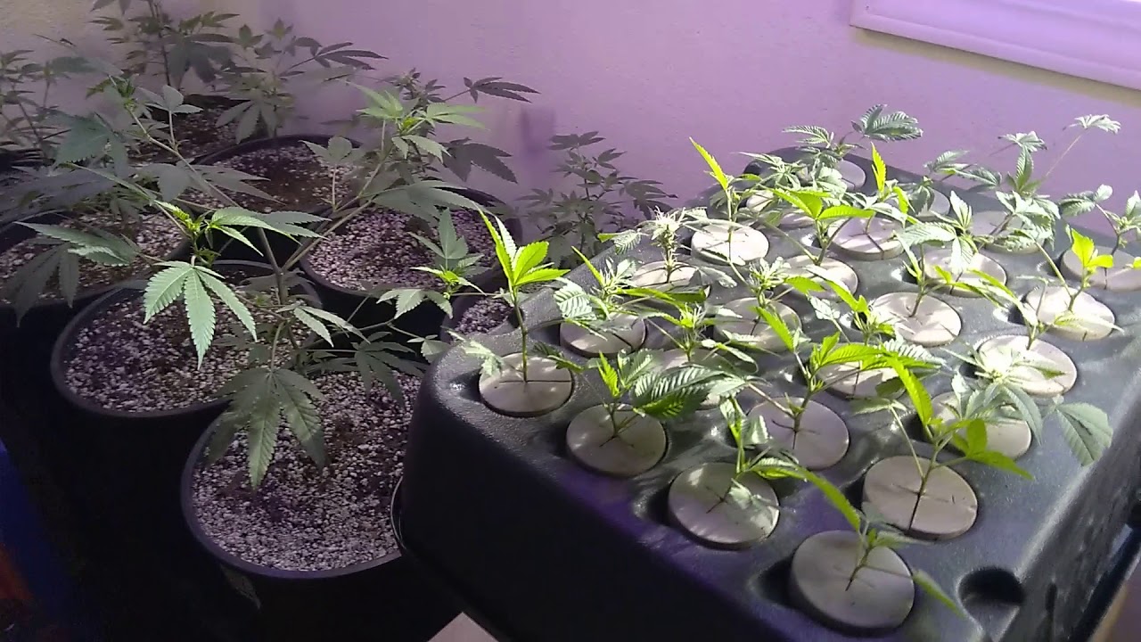 Turbo Klone 24 site root growth update