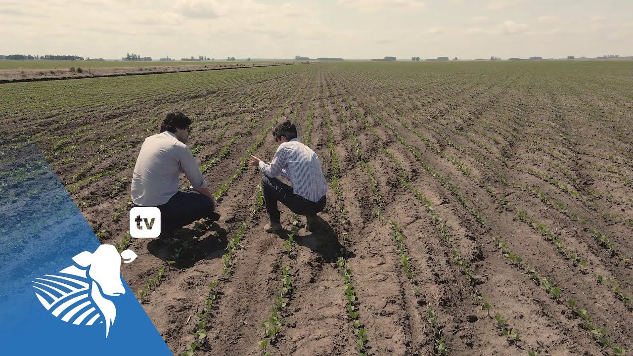 Sistemas de producción de soja en surcos y surco-camellón | #275