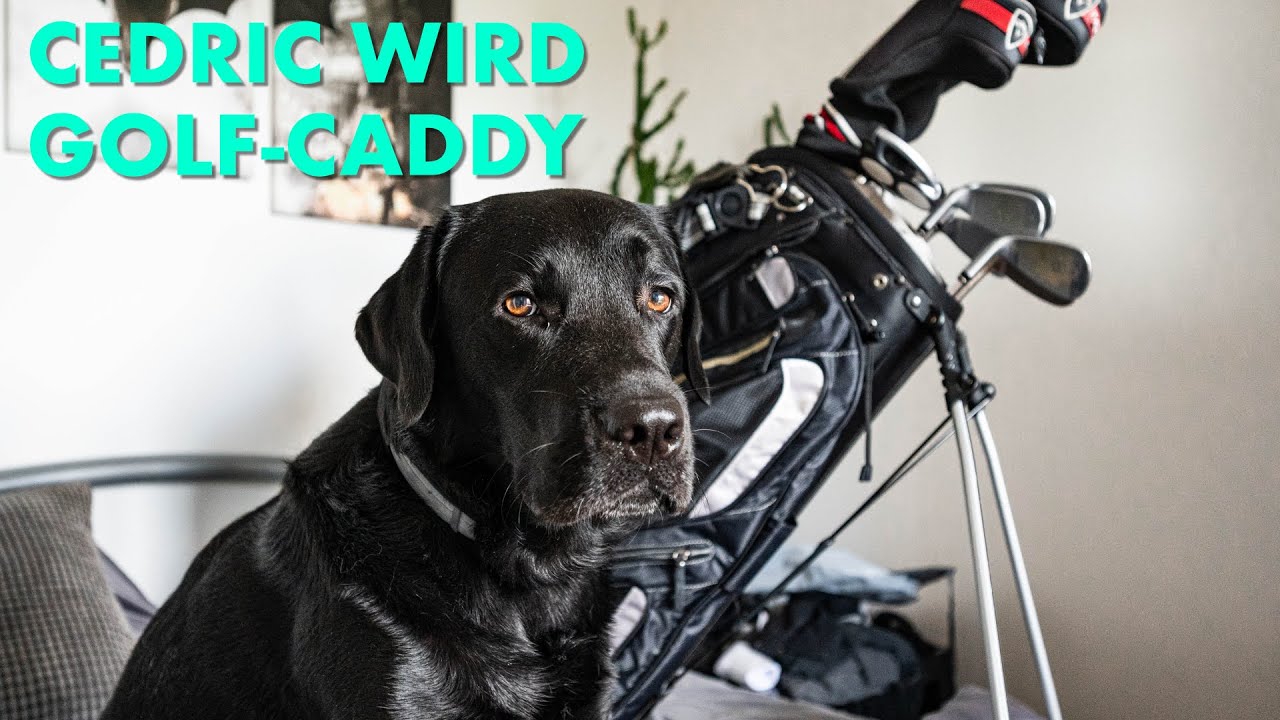 Cedric der Labrador - 123 | Cedric wird Golf-Caddy