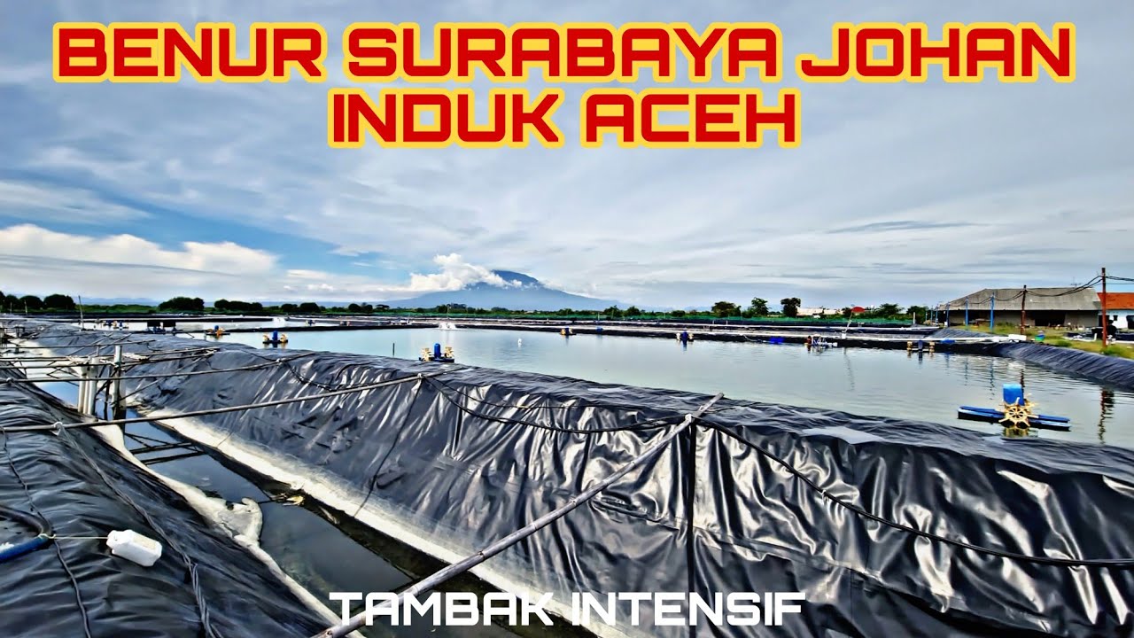 BENUR SURABAYA JOHAN tebar Tambak Intensif kepadatan 35ekor/meter BENUR UDANG WINDU INDUK ACEH