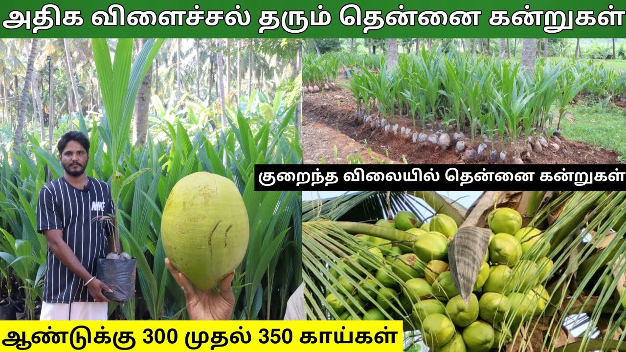 குறைந்த விலையில் தரமான தென்னை கன்றுகள்
