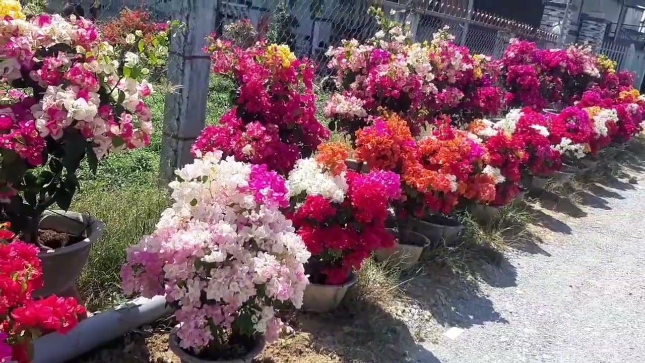 xuân về hoa khoe sắc đẹp ngất ngây lòng người..