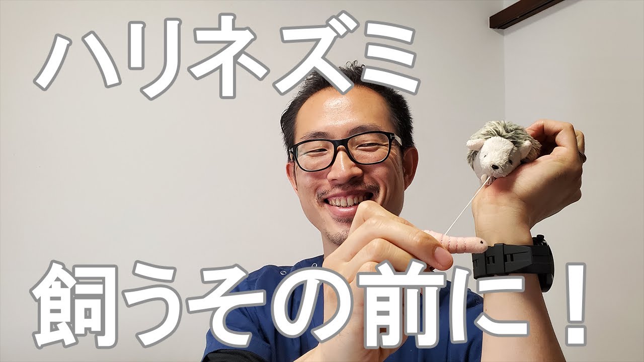 【ハリネズミ】獣医師が教える飼い方７つのポイント
