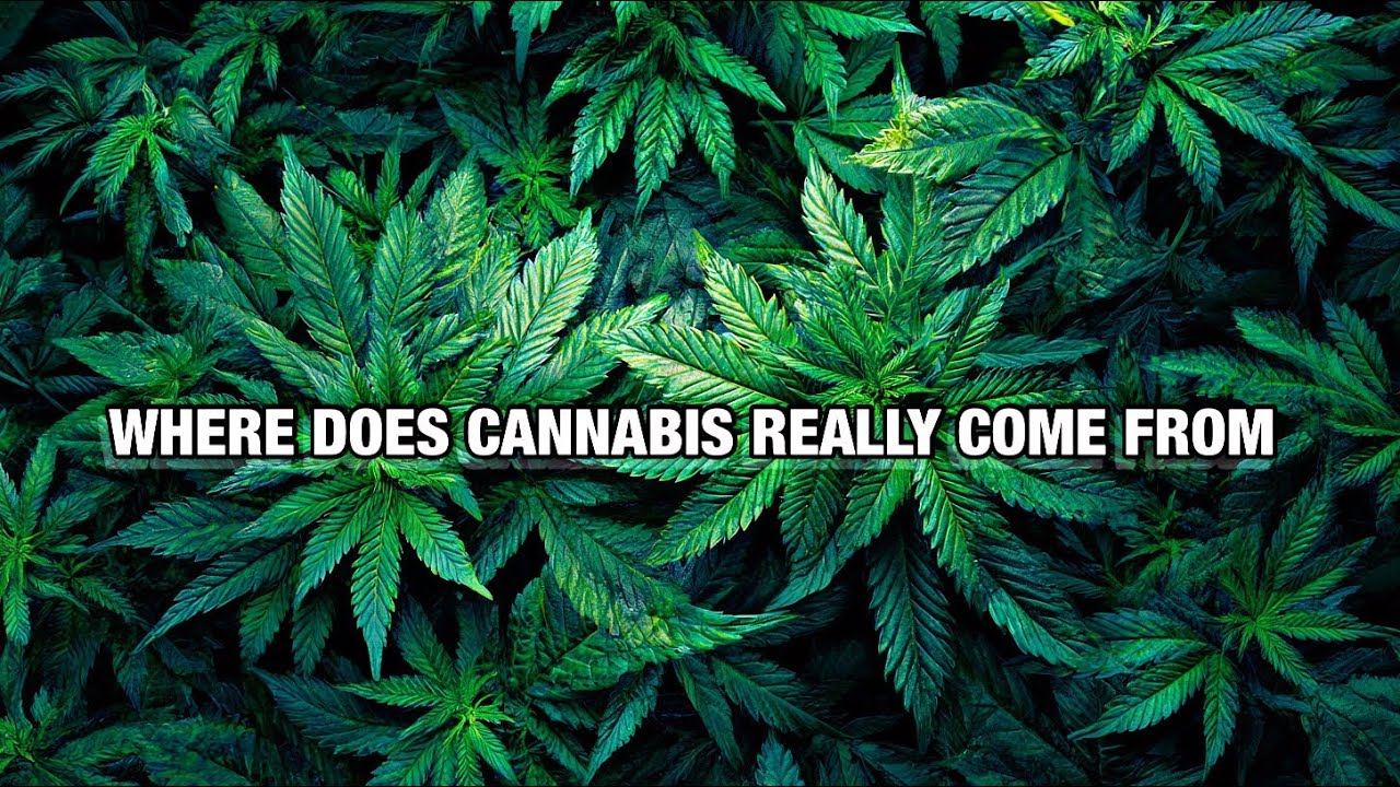 WHERE DOES CANNABIS REALLY COME FROM