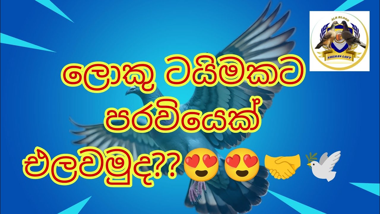 පරවියෙක් ලොකු ටයිමකට එලවන්න ආසද??? Episode 01 🥰🕊️🤝