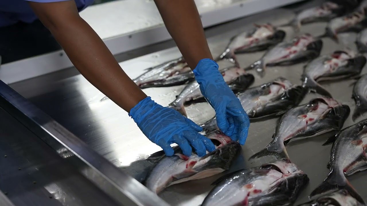 Step Inside BasaFish: Where Trust Is Built DailyAt automated processing lines