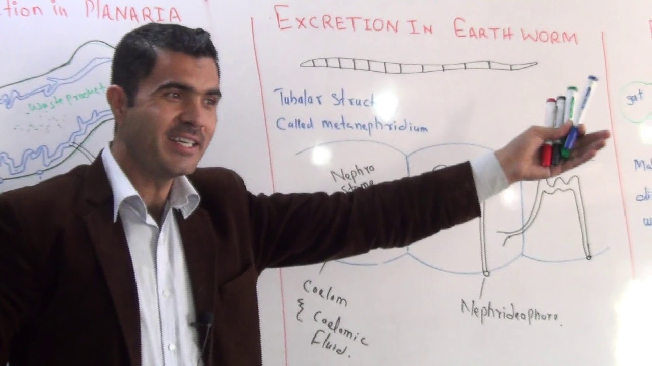 Excretion in Earthworm, planaria and cockroach urdu hindhi  by dr Hadi