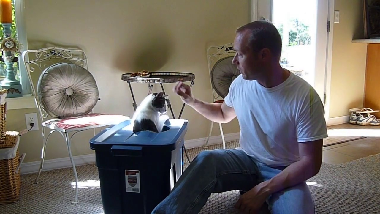 DIY Cat Litter Box