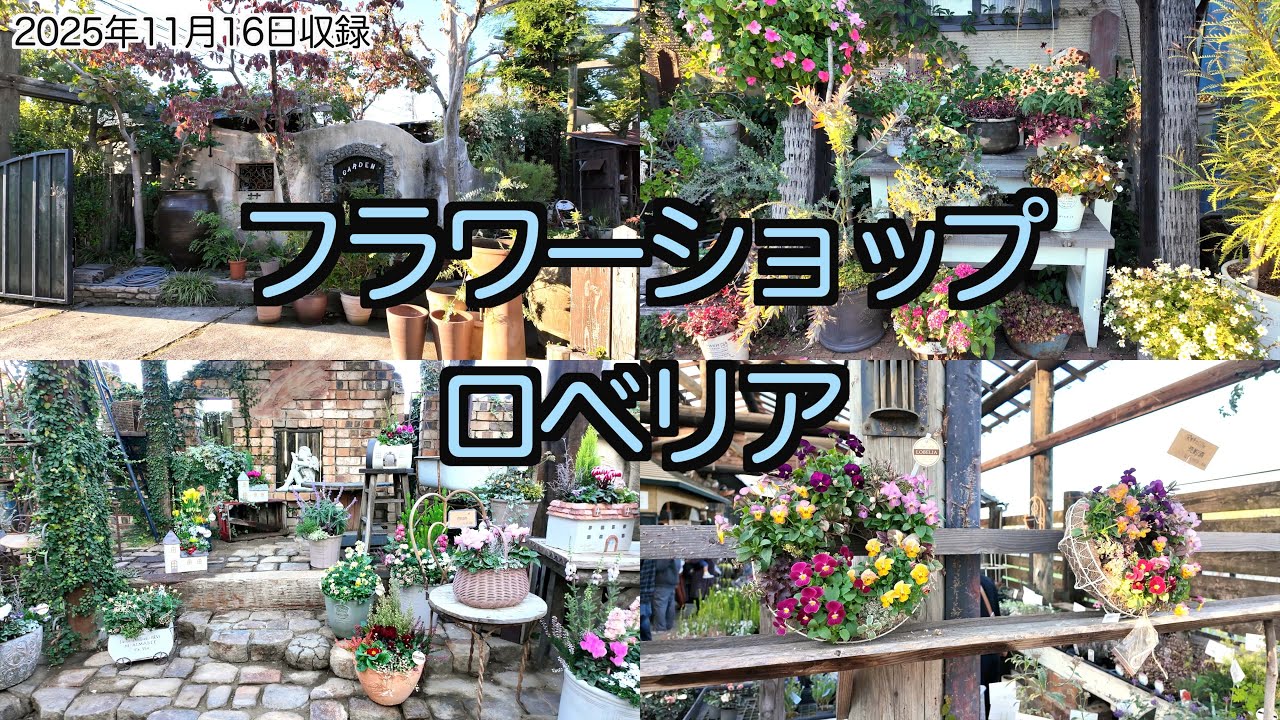 🇯🇵フラワーショップ ロベリア様 訪問（2025年11月16日収録）Inside LOBELIA — A Flower Shop Tour