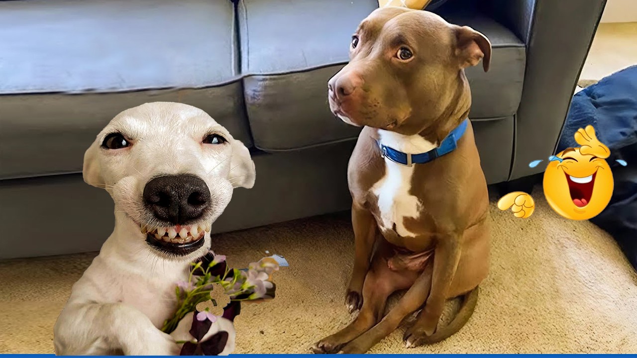 When God Sends You Funny Dogs 😹🐶 Smarty Funny Animals Video Compilation