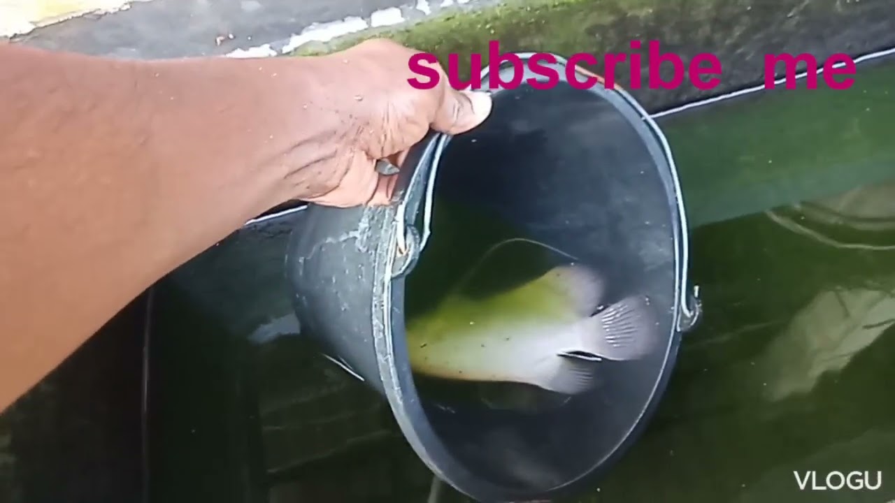 මගේ ගුරාමිටැංකිය අස් කරා