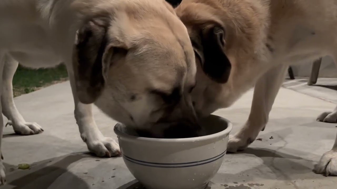 Frost & MuMac drinking water together #zackamanjaro 