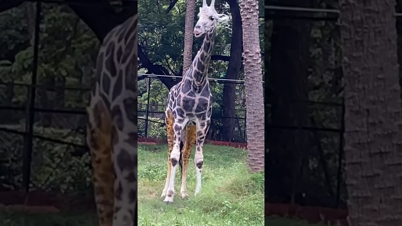Nehru zoological park Hyderabad.