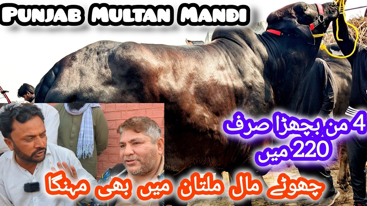 Farhan Boss k Sath Multan Mandi Latest Update 🥰💥 Kato Maal Ka rate High 😱 Hfu Cattles Info 💥❣️