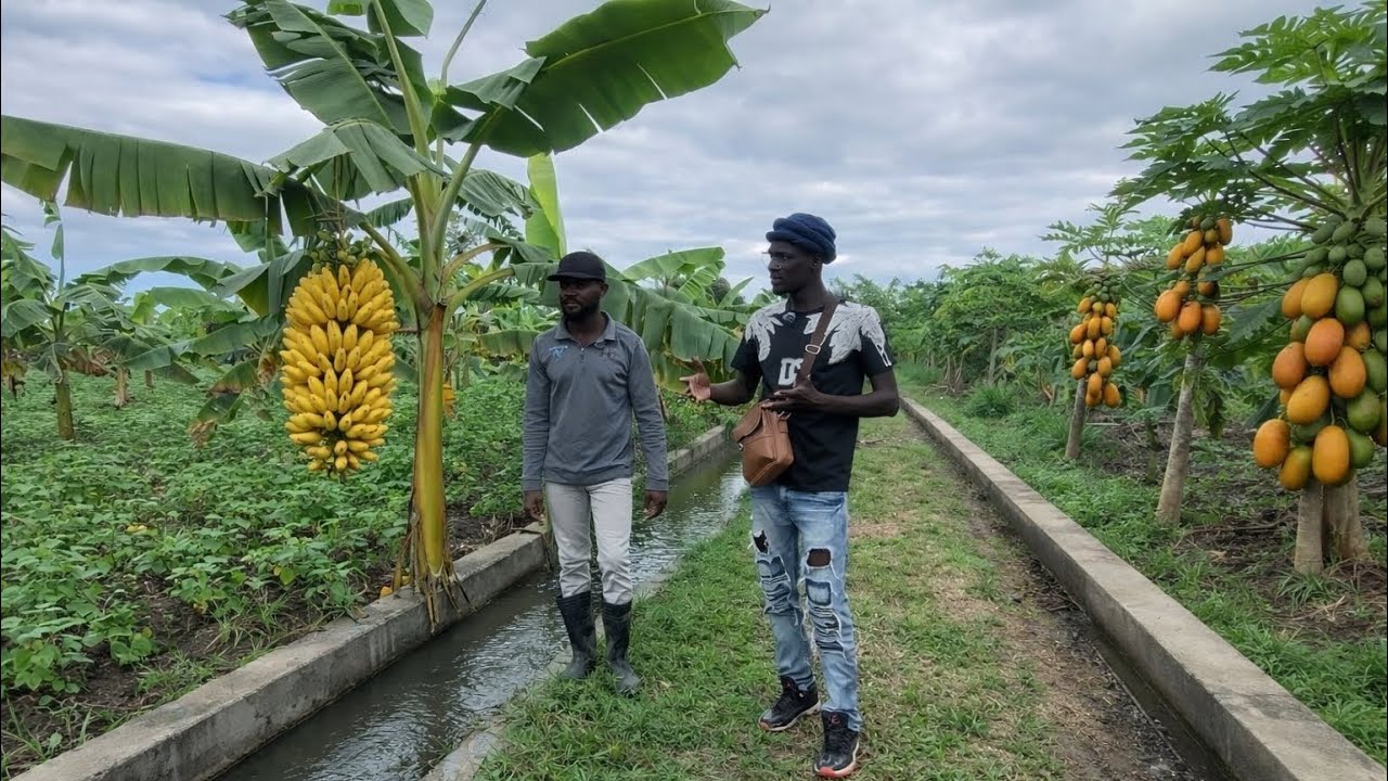 🆘KPR🥬💦🌾🇭🇹WOYYY🔥PEYIZAN NAN MALFETI PAKA TANN POU DLO A KOULE YON GWO JADEN BANNANN AK PAPAY WAP SEZI