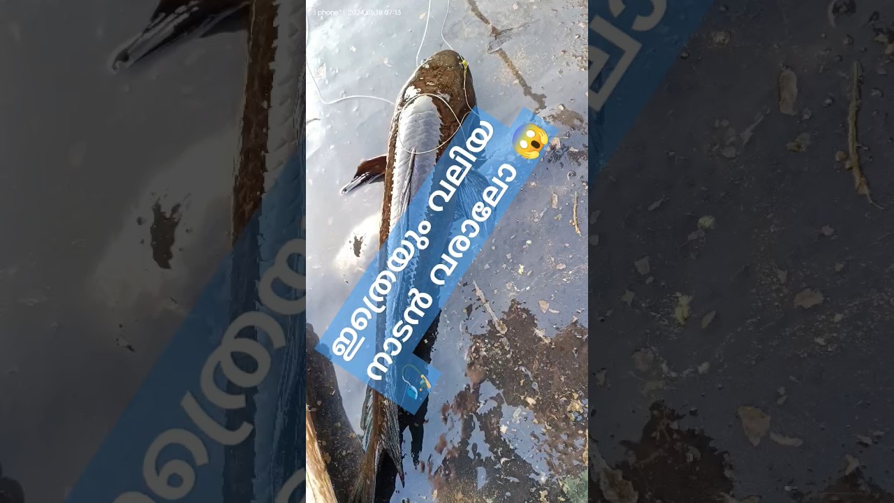 BIG SIZE SNAKEHEADFISH😱#varal #snakehead #murrelfish #fishing #casting #fish #fishingvideo #shots
