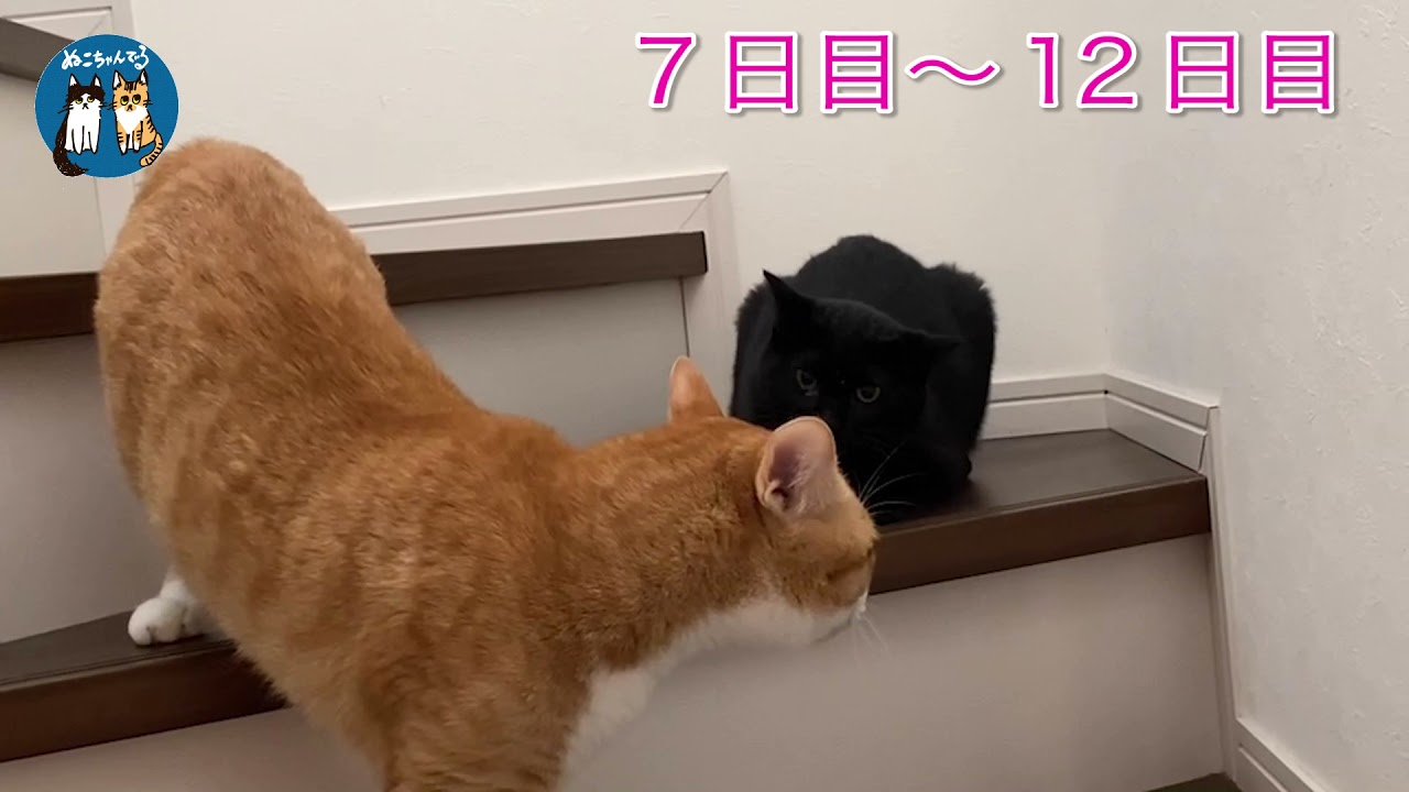 観覧注意【失敗】保護猫をトライアルしたら失敗しました。。