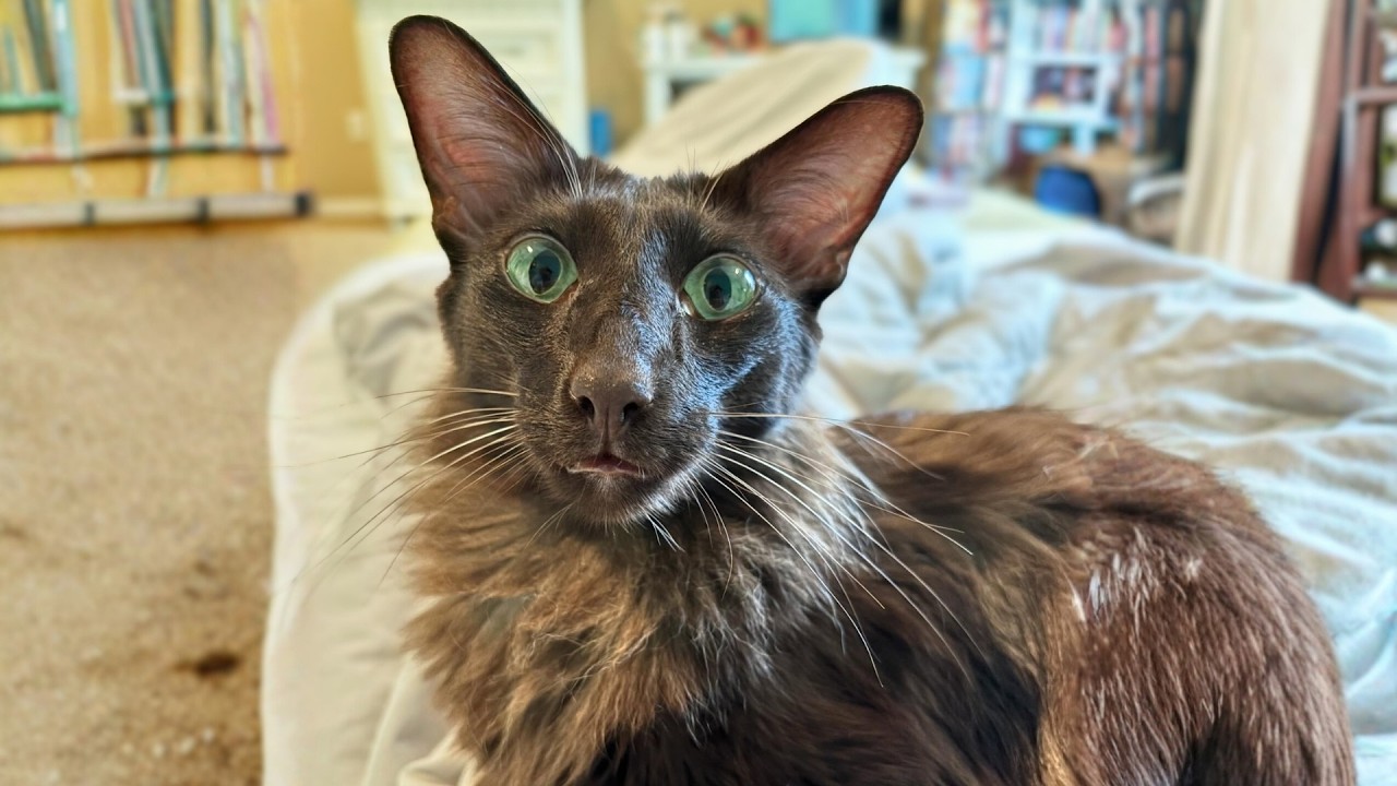 No One Wanted This Cat Because of How He Looked. They Were Wrong.